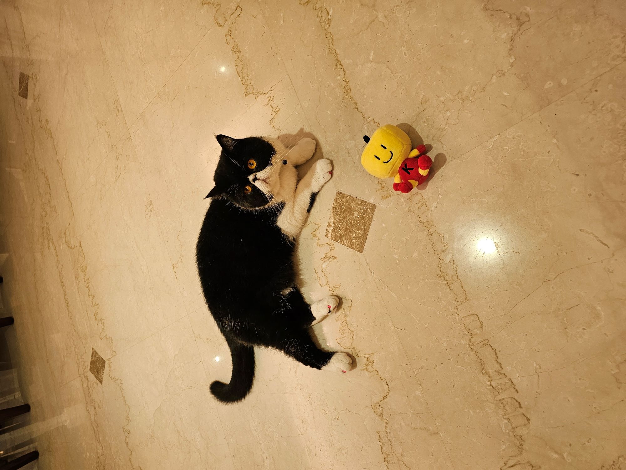 nekotan